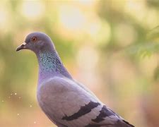 Burung Merpati Apa Makanannya